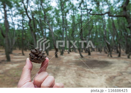 2 fingers hold Pine cone at Niji no Matsubara grove in Karatsu, 116886425