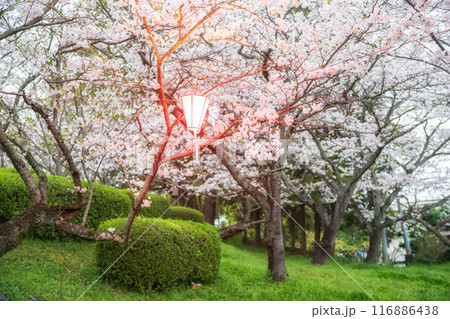 White sakura blossom tunnel light up, Asahigaoka park, Kashima 116886438
