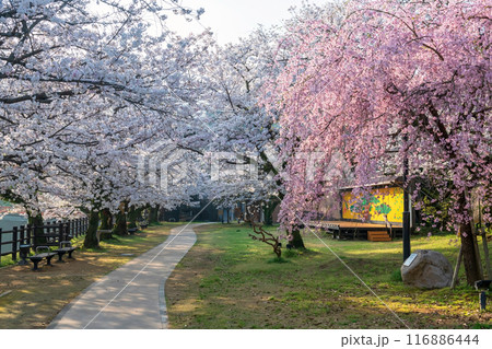Ureshino onsen park path to colorful cherry blossom tunnel 116886444