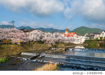 Siebold no Yu and sakura cherry sakura tree by river at Ureshino Siebold no Yu and sakura cherry sakura tree by river at Ureshino 116886446