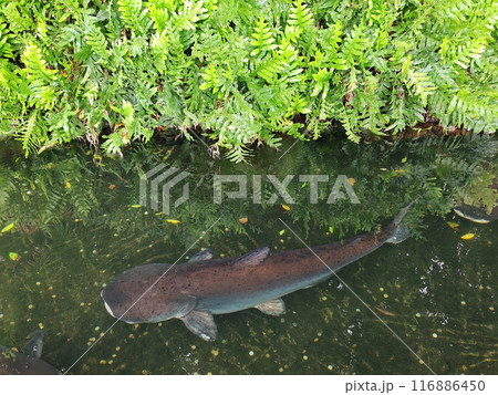 Large paroon Shark Catfish swim in pond by fern plant 116886450