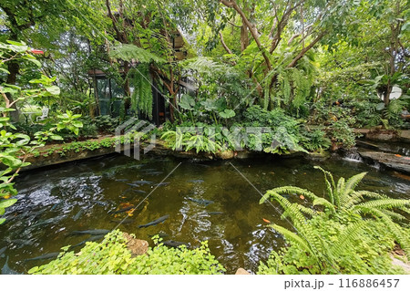 fish in pond at beautiful garden in luxury outdoor cafe and restaurant 116886457