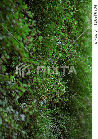 Small leaves on a vegetal background Small leaves on a vegetal background 116886504
