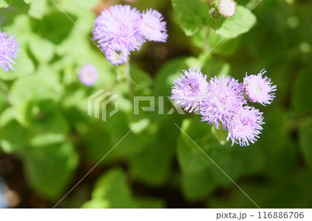 鉢に植えたアゲラタムの花 116886706