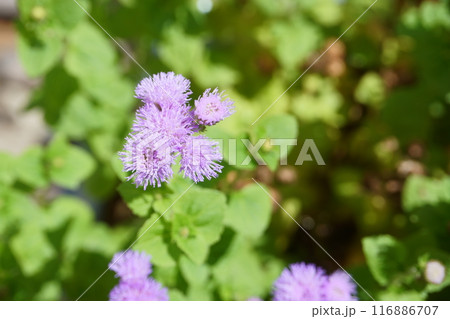 鉢に植えたアゲラタムの花 116886707