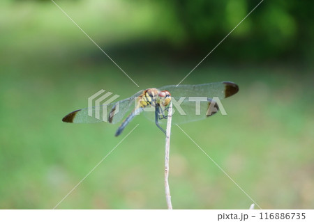 枯れ枝に止まる夏のトンボ 枯れ枝に止まる夏のトンボ 116886735