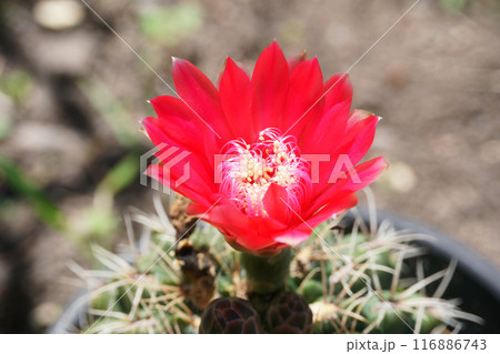 鉢植えのサボテン(エリオシケ属)の花 鉢植えのサボテン(エリオシケ属)の花 116886743