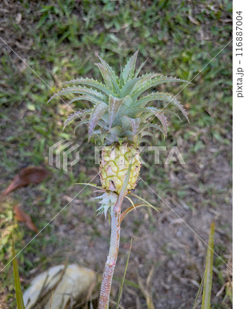 Young Pineapple Plant Growing in a Tropical Garden 116887004