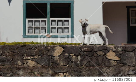 Guard dog perched atop an impregnable chalet wall in slow motion Guard dog perched atop an impregnable chalet wall in slow motion 116887005