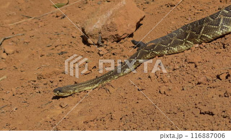 Rattlesnake Moving Across a Reddish Path in the Wild Rattlesnake Moving Across a Reddish Path in the Wild 116887006