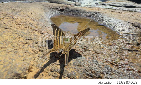 Colorful butterfly fluttering near a water puddle on a sunny day 116887018