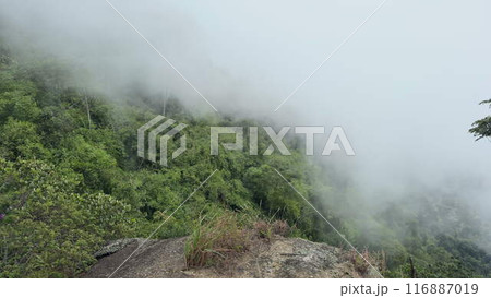 Dense fog ascending a jungle-covered mountain rapidly 116887019