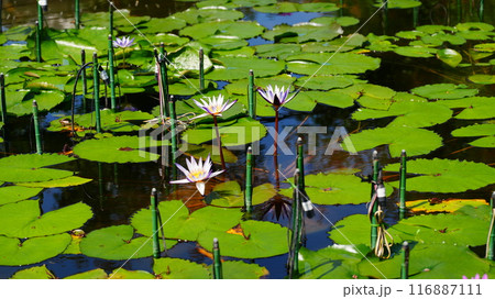 水辺に浮かぶ妖精たち 116887111