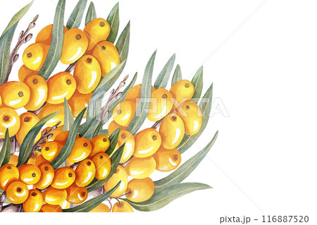 The frame is made of sea buckthorn. A hand-drawn watercolor illustration. For cosmetology, pharmaceuticals, and the food industry. For design solutions for packaging, printing, banners, labels, etc. 116887520