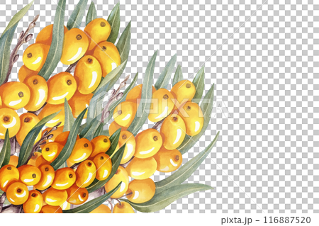 The frame is made of sea buckthorn. A hand-drawn watercolor illustration. For cosmetology, pharmaceuticals, and the food industry. For design solutions for packaging, printing, banners, labels, etc. 116887520