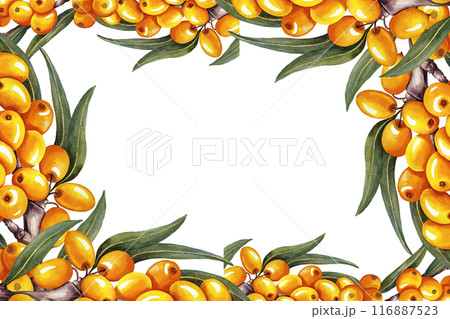 The frame is made of sea buckthorn. A hand-drawn watercolor illustration. For cosmetology, pharmaceuticals, and the food industry. For design solutions for packaging, printing, banners, labels, etc. The frame is made of sea buckthorn. A hand-drawn watercolor illustration. For cosmetology, pharmaceuticals, and the food industry. For design solutions for packaging, printing, banners, labels, etc. 116887523