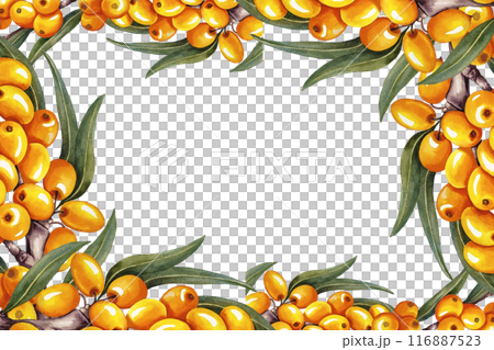The frame is made of sea buckthorn. A hand-drawn watercolor illustration. For cosmetology, pharmaceuticals, and the food industry. For design solutions for packaging, printing, banners, labels, etc. The frame is made of sea buckthorn. A hand-drawn watercolor illustration. For cosmetology, pharmaceuticals, and the food industry. For design solutions for packaging, printing, banners, labels, etc. 116887523