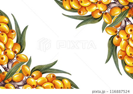 The frame is made of sea buckthorn. A hand-drawn watercolor illustration. For cosmetology, pharmaceuticals, and the food industry. For design solutions for packaging, printing, banners, labels, etc. 116887524