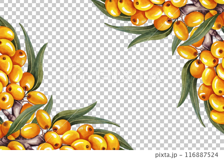The frame is made of sea buckthorn. A hand-drawn watercolor illustration. For cosmetology, pharmaceuticals, and the food industry. For design solutions for packaging, printing, banners, labels, etc. 116887524