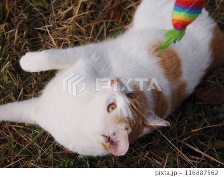 猫じゃらし遊びを年寄り猫に取られる若い猫 116887562