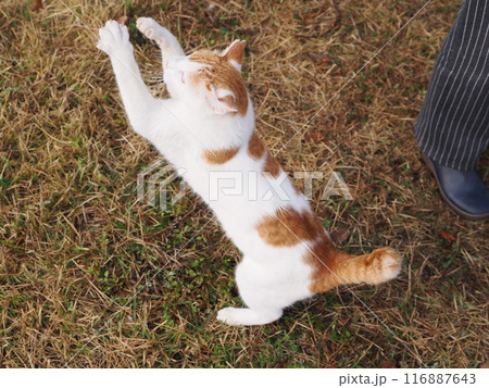疲れを知らない猫の遊び 疲れを知らない猫の遊び 116887643