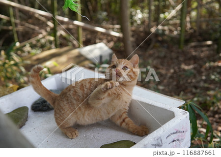 トロ箱に入って遊ぶ可愛い子猫 トロ箱に入って遊ぶ可愛い子猫 116887661