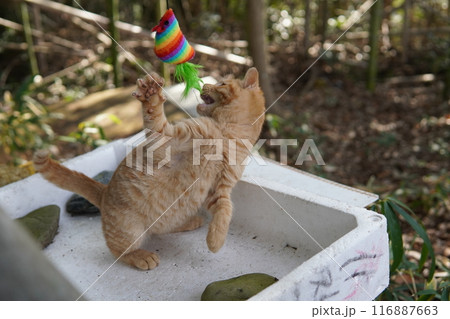 トロ箱に入って遊ぶ可愛い子猫 116887663