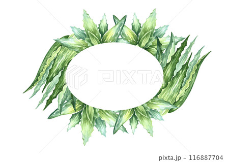 Aloe vera. The frame is oval with a plant of aloe vera. A hand-drawn watercolor illustration. The aloe vera bush. For labels and packaging of cosmetics, perfumes and medicine. 116887704