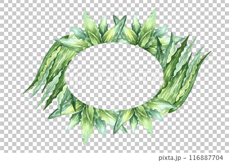Aloe vera. The frame is oval with a plant of aloe vera. A hand-drawn watercolor illustration. The aloe vera bush. For labels and packaging of cosmetics, perfumes and medicine. 116887704