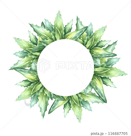 Aloe vera. The frame is round with the aloe vera plant. A hand-drawn watercolor illustration. The aloe vera bush. For labels and packaging of cosmetics, perfumes and medicine. 116887705