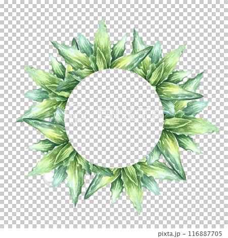 Aloe vera. The frame is round with the aloe vera plant. A hand-drawn watercolor illustration. The aloe vera bush. For labels and packaging of cosmetics, perfumes and medicine. 116887705