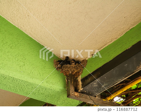 Close-up of small swallow chicks with yellow mouths in nest of balcony. Swallow breeding next to person. Close-up of small swallow chicks with yellow mouths in nest of balcony. Swallow breeding next to person. 116887712
