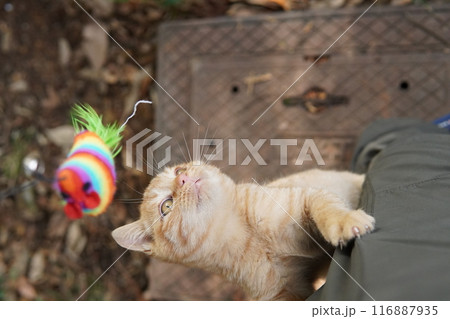 遊びに夢中でズボンに登る可愛い子猫 116887935