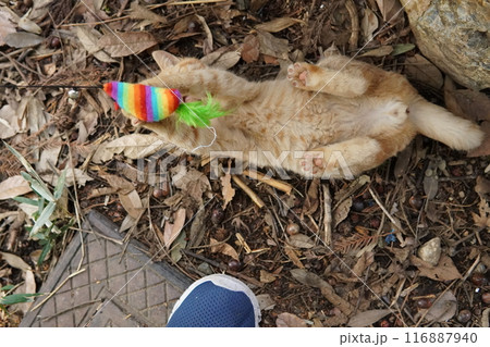 遊びに夢中でズボンに登る可愛い子猫 116887940