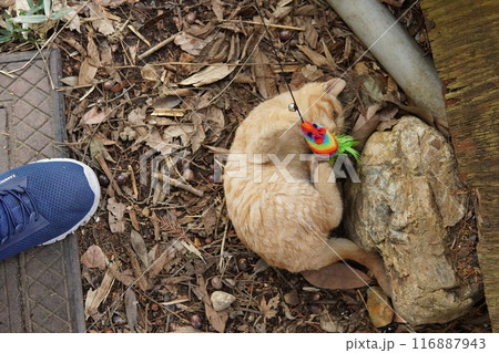 遊びに夢中でズボンに登る可愛い子猫 116887943
