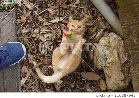 遊びに夢中でズボンに登る可愛い子猫 116887945