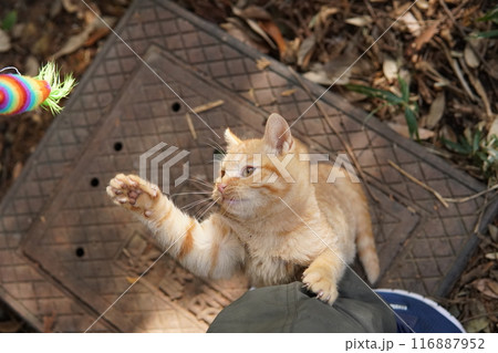 遊びに夢中でズボンに登る可愛い子猫 遊びに夢中でズボンに登る可愛い子猫 116887952