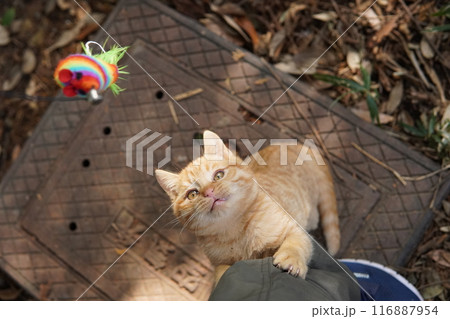 遊びに夢中でズボンに登る可愛い子猫 116887954