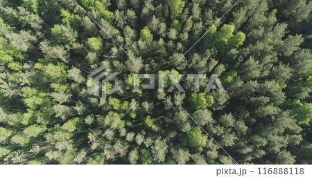 Aerial top view descent over mixed forest on a sunny summer day 116888118