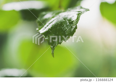 Close up wet linden leaves after rain Close up wet linden leaves after rain 116888124