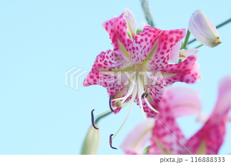 庭に咲く鹿の子百合の花 116888333