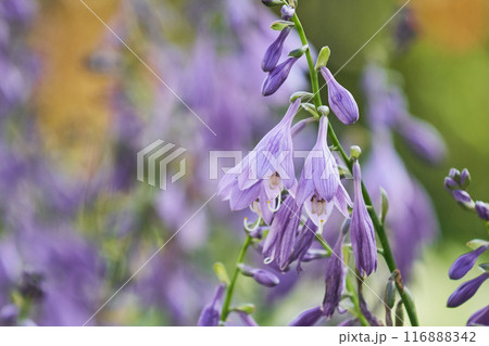 庭に咲く紫色のギボウシ 116888342