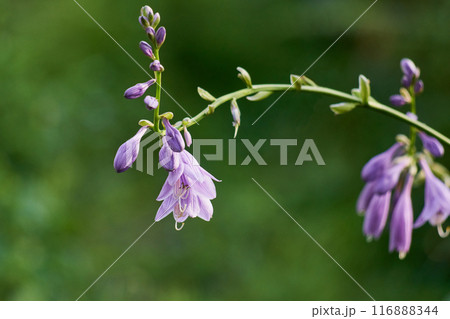 庭に咲く紫色のギボウシ 116888344
