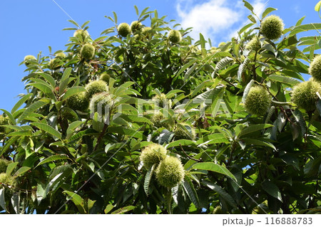 実ってきた栗のイガ 116888783