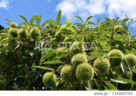 実ってきた栗のイガ 実ってきた栗のイガ 116888785