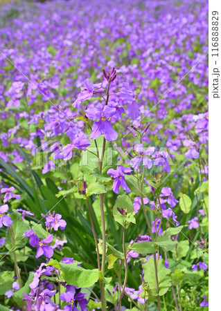 京都府立植物園のクロッカス 京都府立植物園のクロッカス 116888829