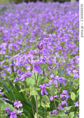 京都府立植物園のクロッカス 116888830