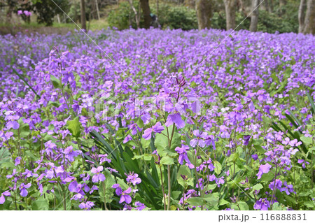京都府立植物園のクロッカス 116888831