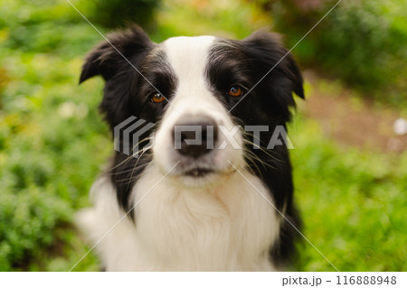 Outdoor portrait of cute smiling puppy border collie sitting on park background. Little dog with funny face in sunny summer day outdoors. Pet care and funny animals life concept 116888948