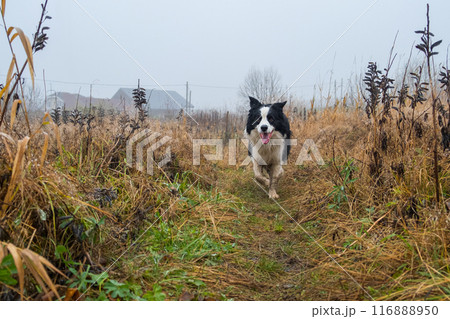 Pet activity. Cute puppy dog border collie running in autumn park outdoor. Pet dog on walking in foggy autumn fall day. Hello Autumn cold weather concept 116888950